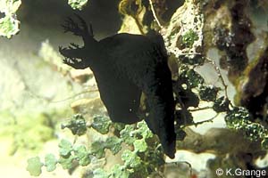 Nembrotha black