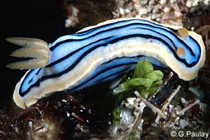Chromodoris elizabethina aff.