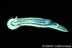 Chromodoris lochi