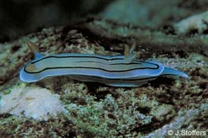 Chromodoris sp.