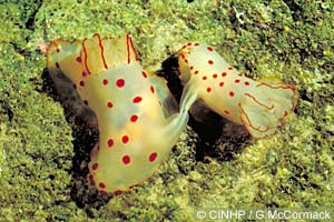 Gymnodoris ceylonica cf.