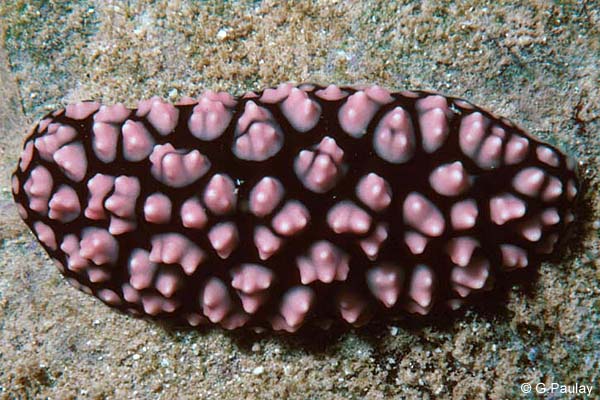 Pustulose Wart Slug