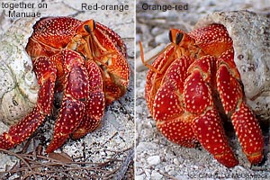 Red Hermit-landcrab