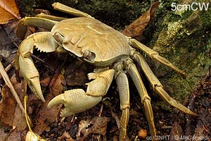 Pale Shore-crab