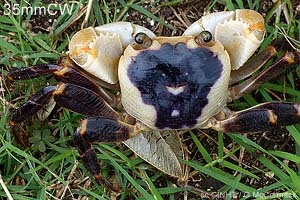Purple-backed Shore-crab