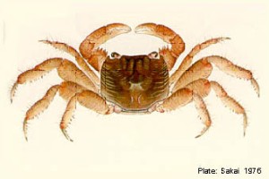 Geograpsus lividus