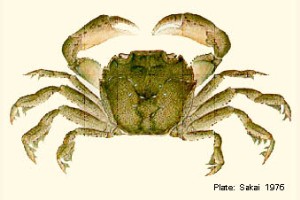 Pelagic Shore-crab