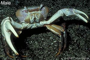 Mud-flat Cardisoma-crab