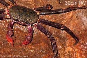 Makatea Cardisoma-crab