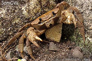 Lowland Cardisoma-crab