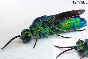 Cuckoo Wasp