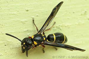 Yellow-spotted Mason-wasp