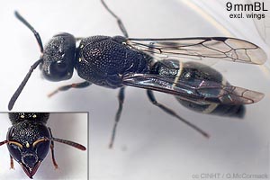 White-banded Mudwasp