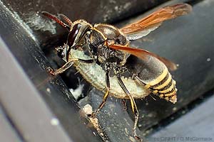 Keyhole Wasp