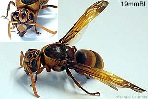 Tahitian Potter Wasp