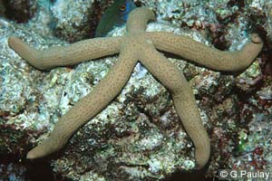 Linckia guildingi