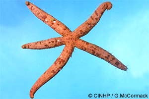 Ophidiaster cribrarius