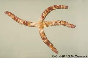 Ophidiaster sp. 1