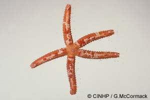 Ophidiaster sp. 2