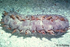 Stichopus pseudhorrens