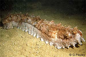 Amberfish