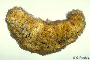 Bohadschia sp. 1