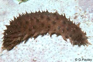 Holothuria difficilis