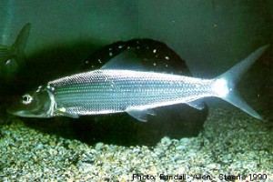 Roundjaw Bonefish