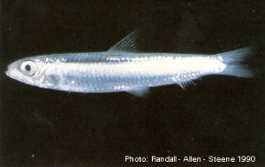 Delicate Round Herring