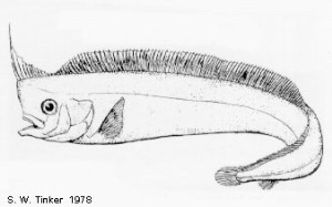 Schlegel's Lophotid Fish