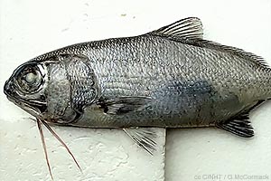 Silver Eye