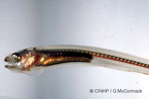 Silver Pearlfish