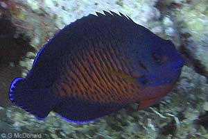 Twospine Angelfish