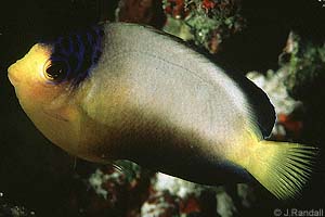 Multicolor Angelfish
