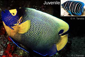 Yellowface Angelfish