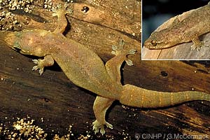 Stump-toed Gecko