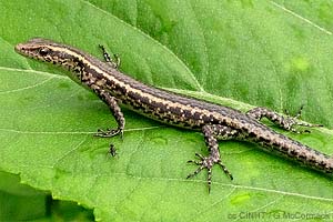Snake-eyed Skink