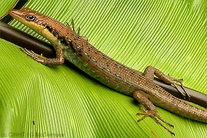 Rarotonga Treeskink