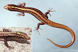 Moth Skink