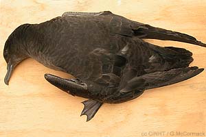 Sooty Shearwater