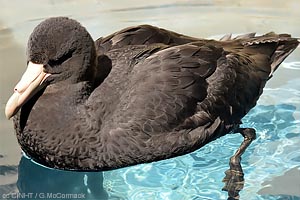 Southern Giant-petrel