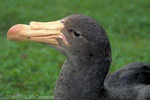 Northern Giant-petrel