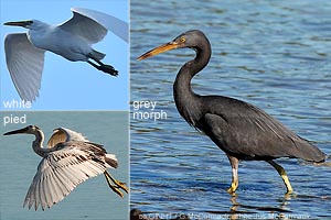 Pacific Reef-heron