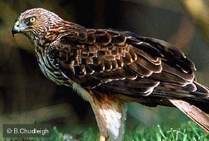 Marsh Harrier