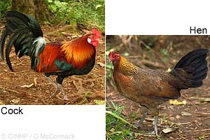 Domestic Fowl