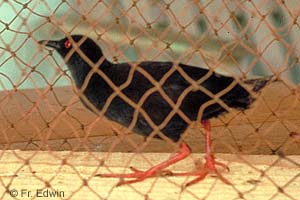 Spotless Crake