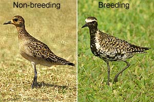 Pacific Golden-plover