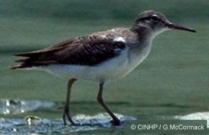 Spotted Sandpiper
