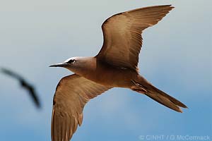 Brown Noddy