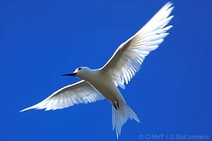 Blue-billed White-tern